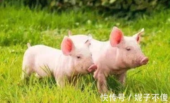 属猪人|农历几月出生的属猪人，下半年贵人多多，心想事成，诸事亨通