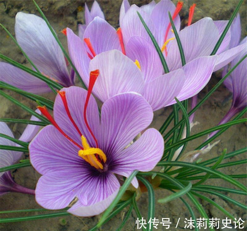 雨雪天冻不死的8种花,越冷越开花,冬天养一盆,喜庆又漂亮