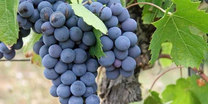 女性|女性一旦过了40岁, 6种食物一定要常吃, 补充雌激素, 更有女人味