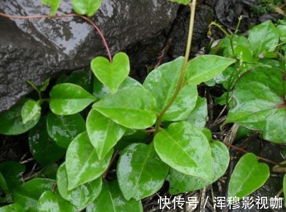 食用价值|乡下一种纯天然的野菜，常吃可以补肾、抗癌防衰老，食用价值高