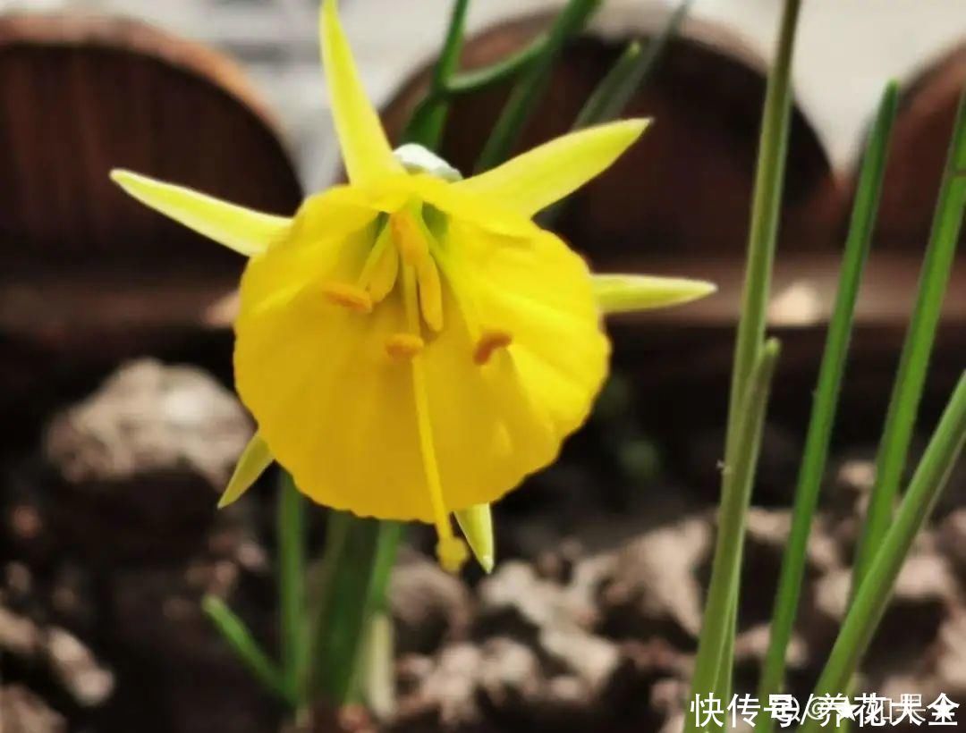 上万块的蟹爪兰，开花像烟花，养过的人不多