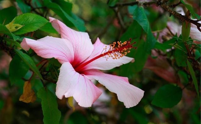 苗壮|扶桑花越冬很简单,4个方面做好后,苗壮来年开花多