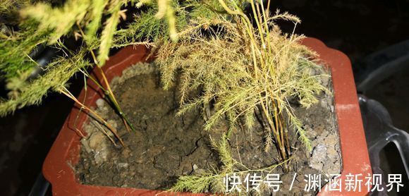 爆盆|掉叶发黄快枯死的文竹怎么急救给它喝点酸奶，一个月爆盆绿油油