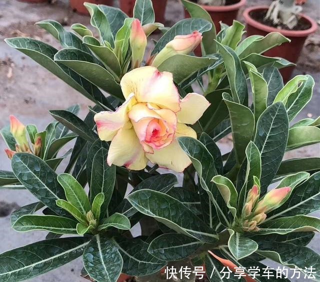 这种花堪比净化器,室内种2棵,空气清新怡人每一天,花开更鲜艳!