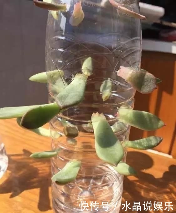 生根|矿泉水瓶有“大作用”,10个“用法”最经典,可以种豆芽、养花