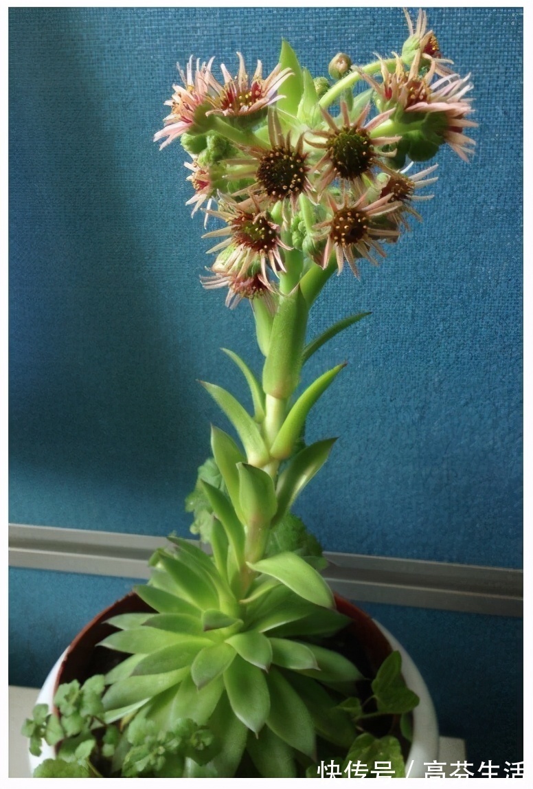 观音莲|开花会死的多肉名单,你家要有养,看见花箭就“给一刀”