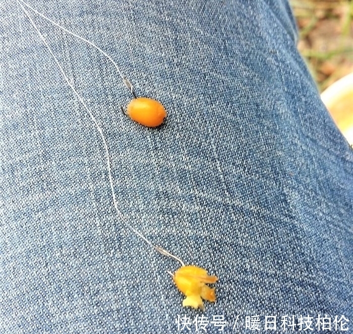 钓客|夏季用这两种饵料钓鱼，不但能钓大鱼，还可防止小杂鱼闹窝