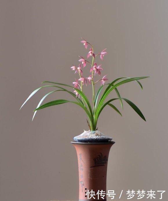 兰花|4种“高贵花”,冬天砰砰开花,家里养一盆,富贵大气“有面子”