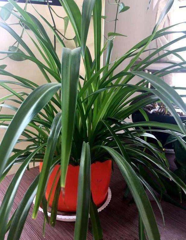 洗衣液桶如何制成养花神器这样几步操作，让它们分分钟大变样