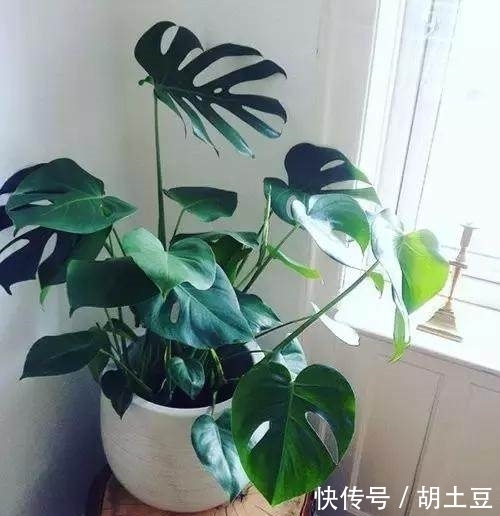 送给你实用的养花秘籍——盆栽柠檬的养护秘籍，简单实用花香四溢