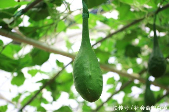 果实|形似“狼牙棒”,很少有人鲜食,晒干后成文玩却卖出千元一个