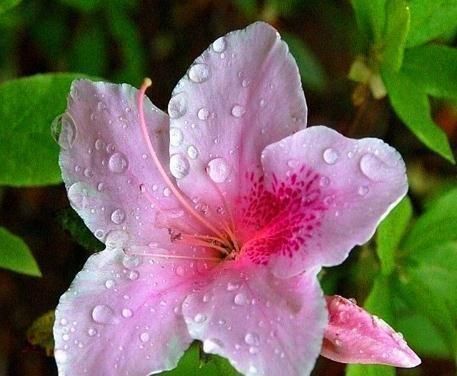 3种花“不喜光”,就爱待“厕所”,一年四季叶片亮,盆盆花儿旺