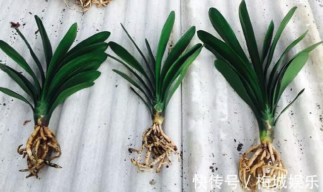 三分钟带您了解君子兰的养护技巧,君子兰开花就这么简单