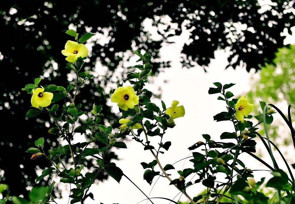 解放公园 谁道人间四月芳菲尽？武汉六月盛芳菲