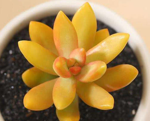 多肉铭月徒长怎么办教你3个小妙招,轻松解决徒长植株更美观