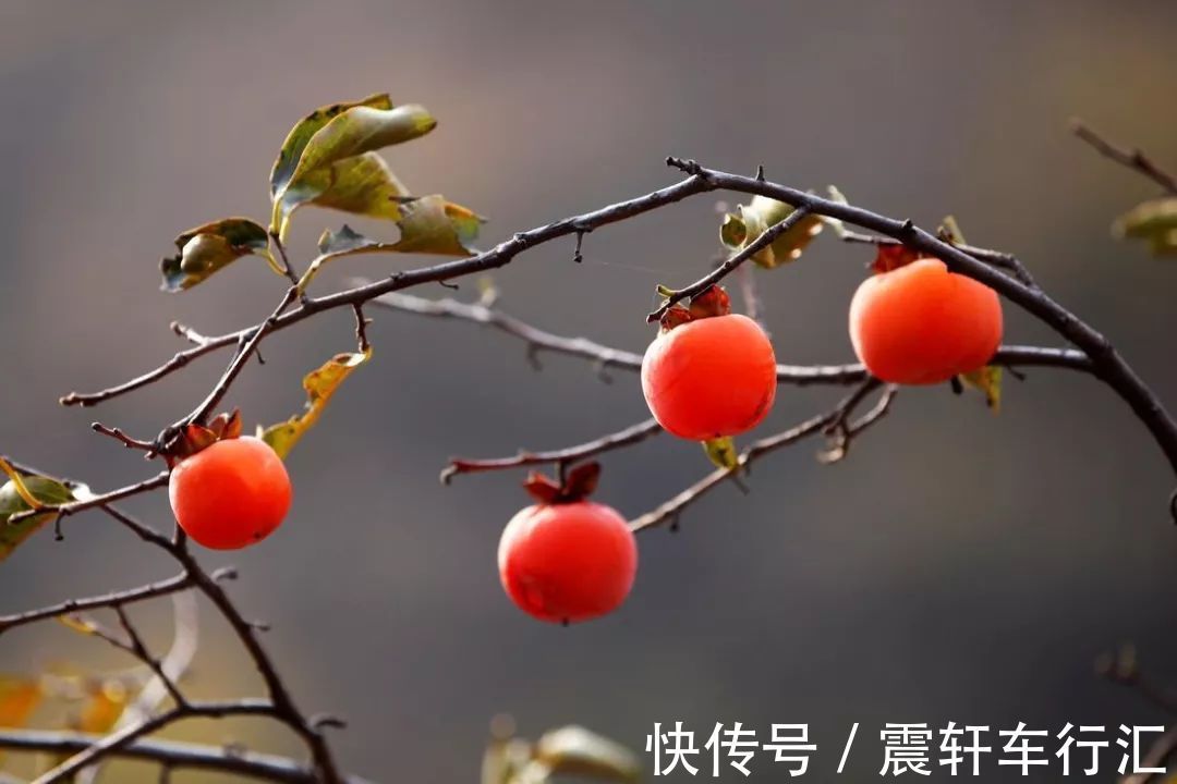 妙用法|一块柿饼,10付良药!民间10大妙用法,赶走疾病,一身轻松!