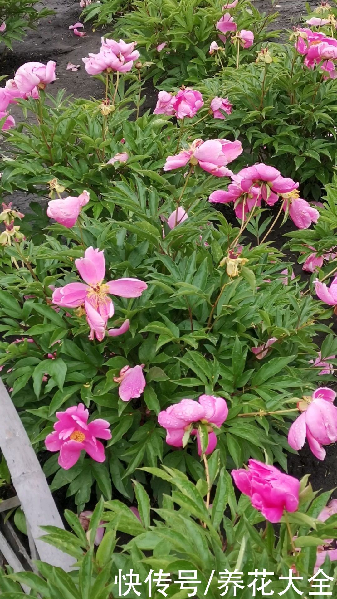 春天去花市买花,套路比年前还多,要擦亮眼睛避免上当