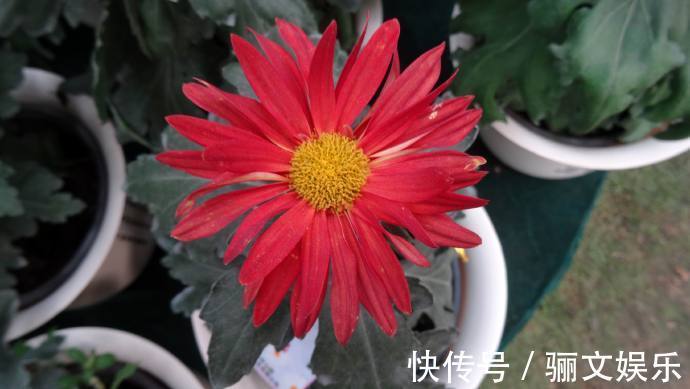 喜欢菊花，不如养盆“珍品名菊”红旗，似桂花入花中，红艳欲滴！