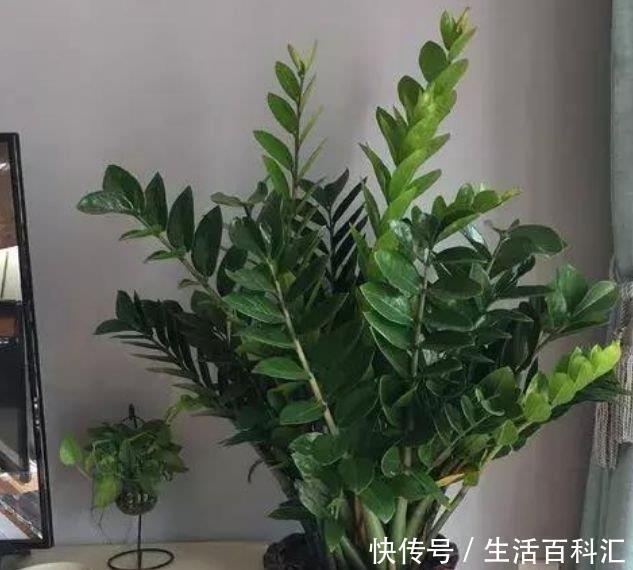 种花|客厅养上4种花，四季常青，寓意好，招财进宝，懒人最爱