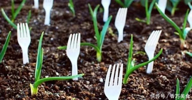 常用的一些生活用品,变成园艺工具,用来养花太方便了