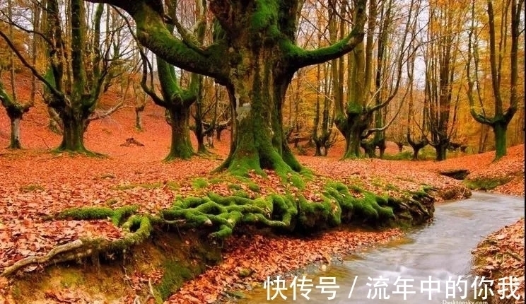 杨柳依依@七律,醉秋五首丨盈盈秋水念秋名,不负秋生这段情