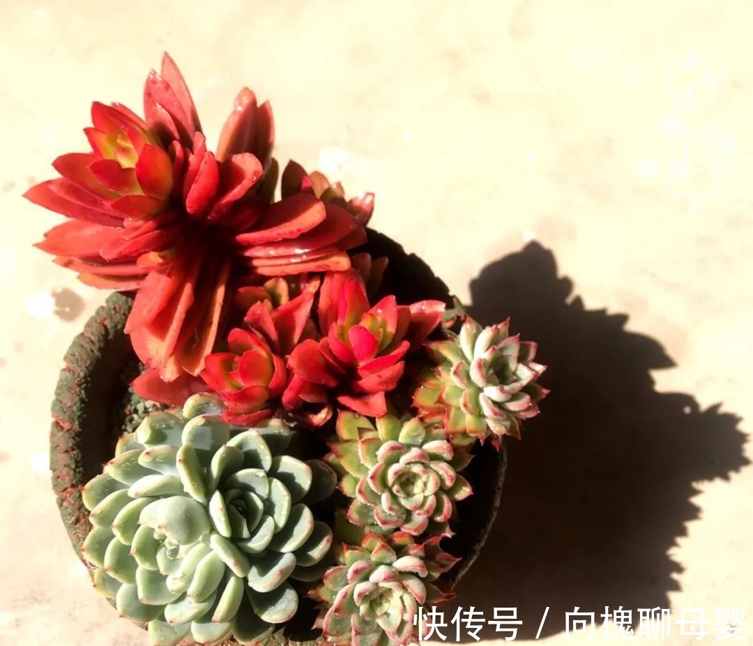 一种爱好就是一种境界,养花养多肉可以培养一个人的心境!