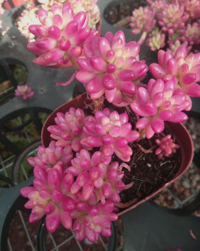 适合新手种植的多肉植物