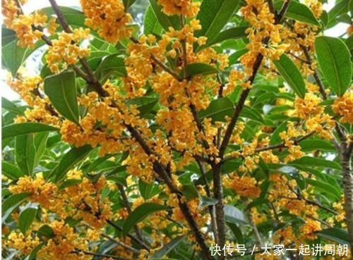 家里阳台必养此款花卉,旺宅、招财富贵来,聪明人都在养