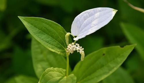 生长在水田边，请别当杂草除掉，俗称“脚气草
