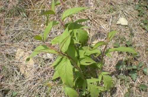 药用价值|此野菜人称“见肿消”，嫩芽是野菜中的“上品”，农民却拿来煮面