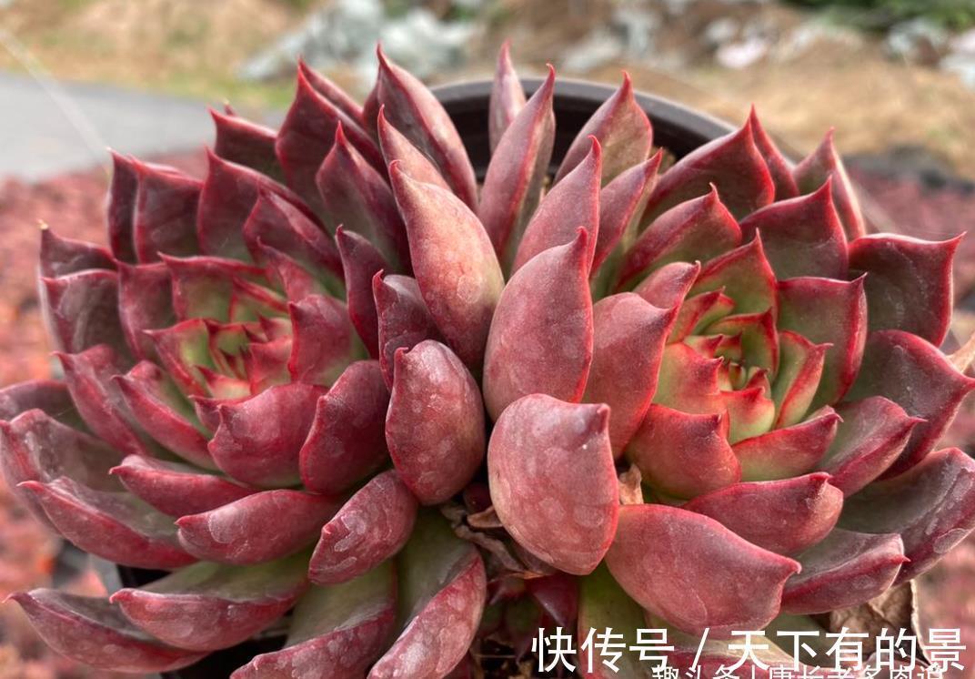 草原|没有草原我们也可以有野马——多肉野马东云,冬天红起来特别的野