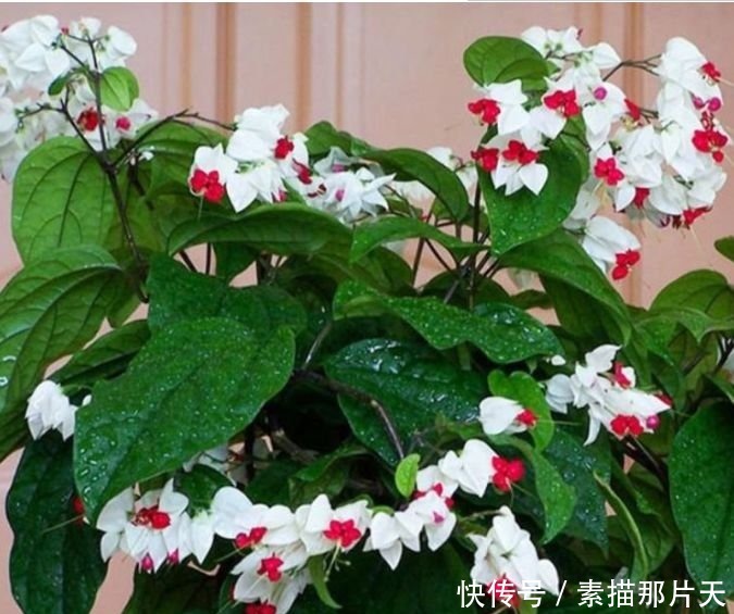 4种花爱开花，一开就是300多天，花姿妖娆，四季繁花似锦，美