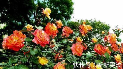 翻倍|想要月季开花多,做好1点是关键,迅速壮根,花量翻倍