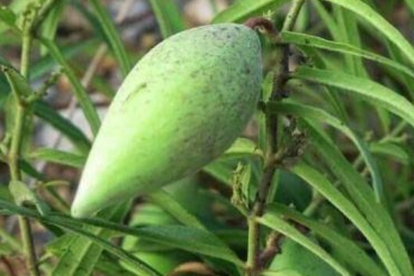 城市居民|农村特有的野果子,被当成野草,殊不知浑身都是宝,是天然的补品