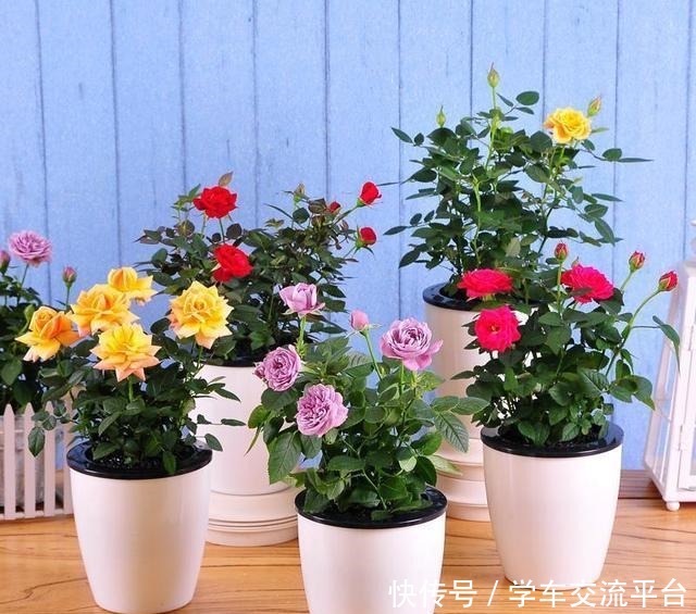 这4种花拿回家也养不活 费心费力 下次再美也要拒绝 粉紫色 这4种花拿回家也养不活 费心费力 下次再美也要拒绝 粉紫色