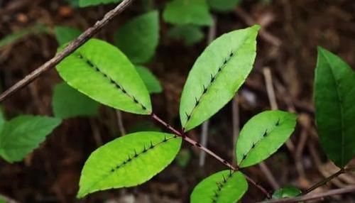 很好辨认的1种藤本植物,别轻易触碰,却是制作盆景的优良素材