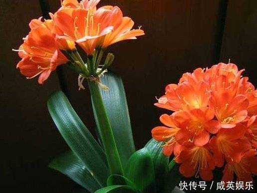 老婆不小心将“它”扔进花盆里,干瘪的君子兰,开花爆盆了