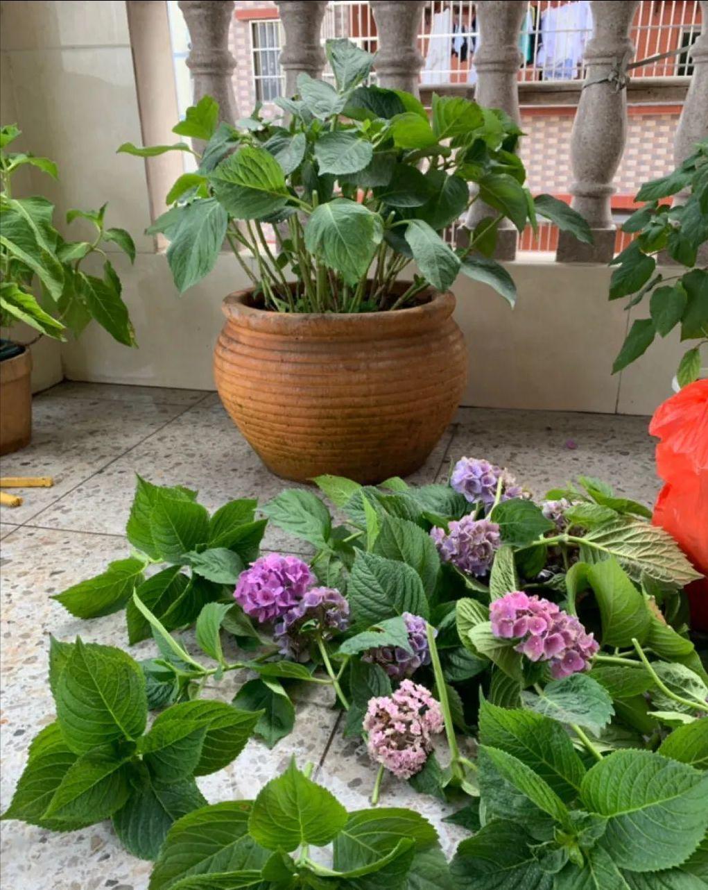 5种“洋气”花,趁着“天冷”快扦插,生根快,开花早,真省钱