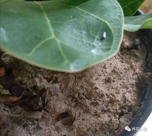 开花|家中养花,别用这3种土,用上长不旺,影响开花