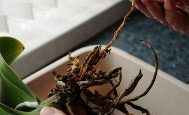 空气湿度|烂根的蝴蝶兰别扔,学会这么做,猛窜花枝,年年都开花