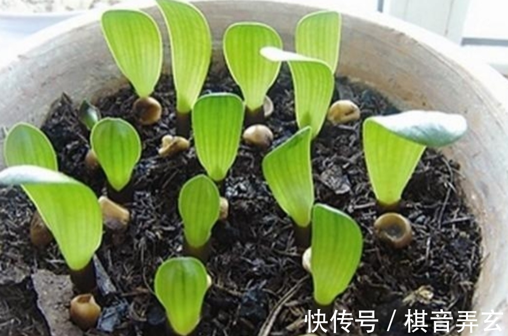 君子兰繁殖很简单,把种子播到花盆里,长出一堆健壮小苗