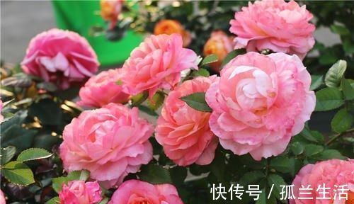 最厉害的养花营养液：给月季花喝一勺，猛窜笋芽，花开满枝