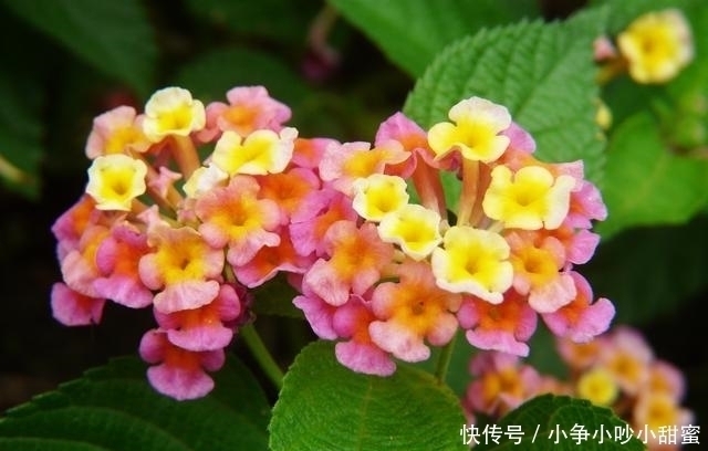 种植|最适合庭院、屋顶绿化种植的植物,各月开花顺序整理,不收藏吗?