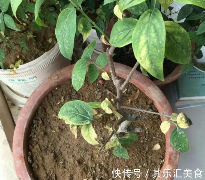 盆土板结怎么办,做好这些,盆土常年松软,盆栽长的旺不黄叶