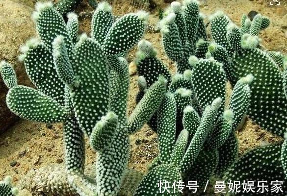 仙人掌|养了十多年，仙人掌都不变样，狠心来一刀，突然爆发开始猛长
