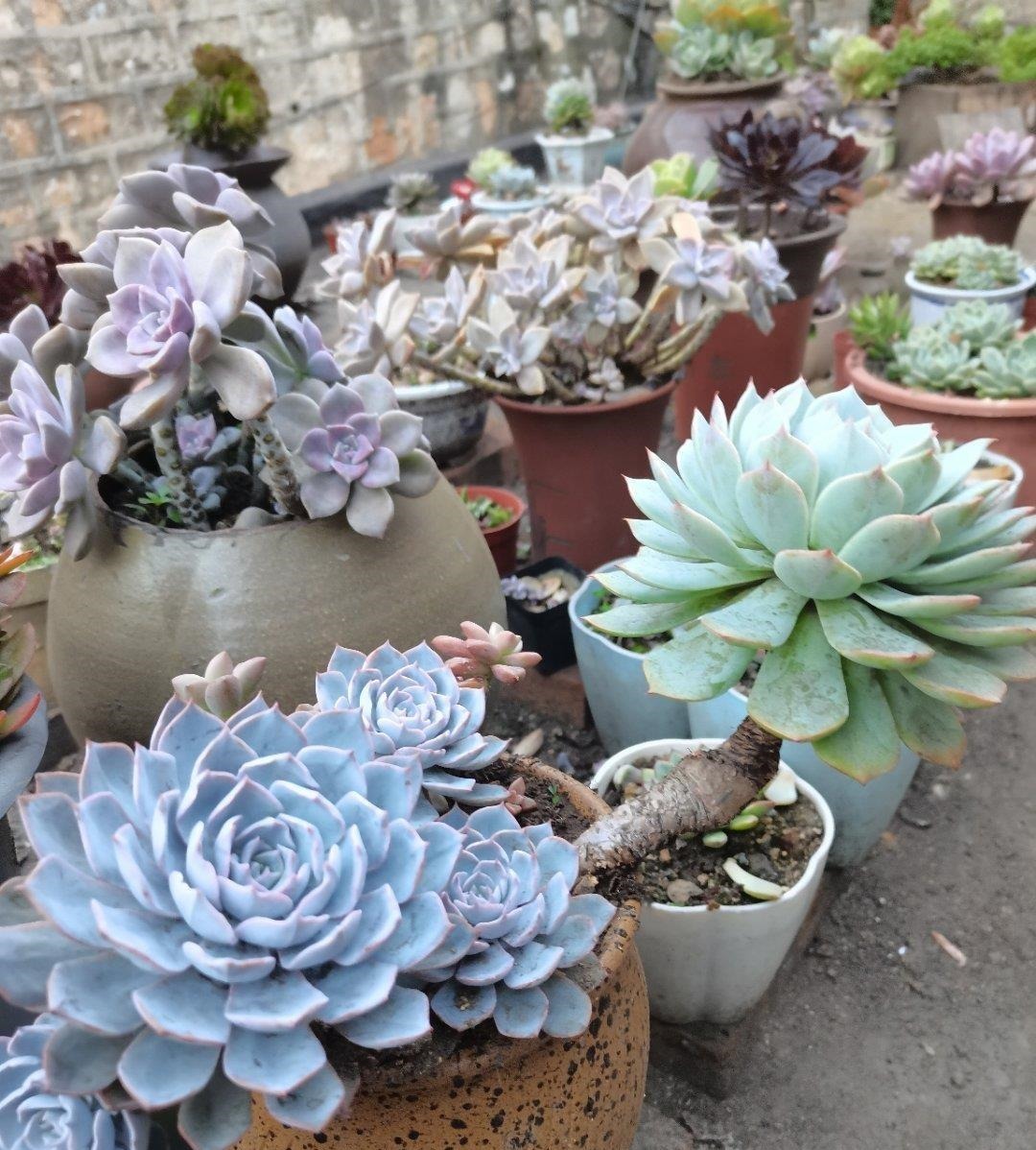 这“三多肉”不怕热,三伏天正常“补水施肥”,咕噜冒崽挤满盆