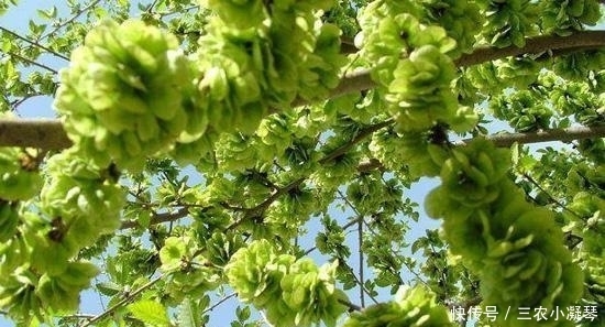 榆钱是榆树的什么 榆钱是榆树的叶子吗