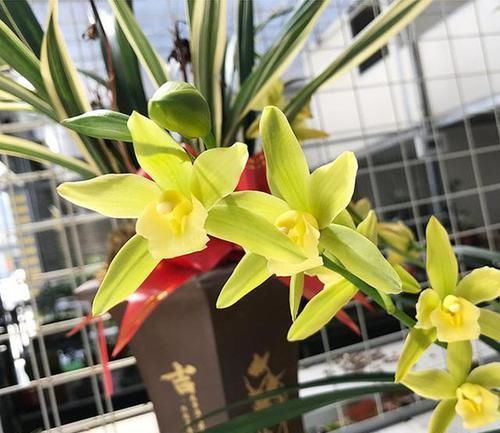 翡翠|比翡翠还绿的兰花，花色多变，香味持久，种植容易，是养兰人首选