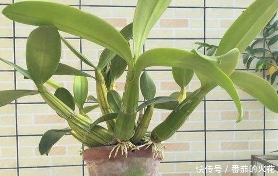 盆栽|外公把坏香蕉埋在花盆里,竟长出不一样的盆栽,全家人都看呆了!