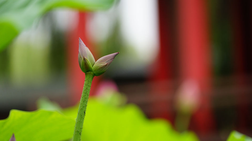 大明湖|济南大明湖惊现罕见并蒂莲！生成概率仅为十万分之一